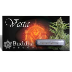 Vesta auto - feminizovaná semena, 3 ks, Buddha Seeds