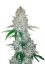 Glue Auto (formerly Gorilla Glue Auto) - Fast Buds 10pcs