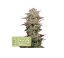 Sticky Fingers Auto - autoflowering semena konopí 3 ks, Seedstockers