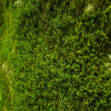 Wissenschaftler entdeckten ein seltenes Moos, das THC-ähnliche Substanzen enthält