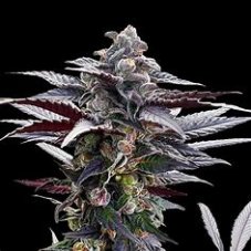 Silent Seeds Pink Sunset feminisierte Hanfsamen