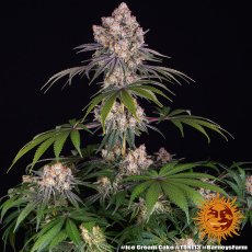 Ice Cream Cake - feminisierte Samen, 10 Stück, Barneys Farm