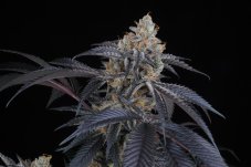 Perfect Tree Seeds Peach Lassi feminizowane nasiona