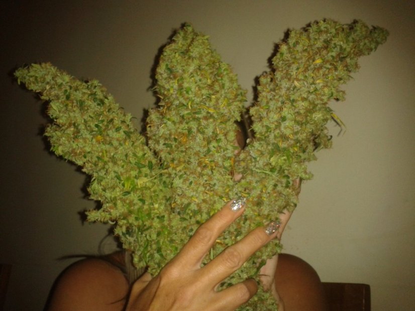 Skunk 11 - feminizované semienka 5 ks Dutch Passion