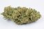 Bubba Kush Auto - fem. a samonakvétací semínka 5ks Humboldt