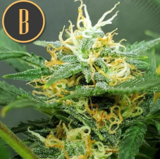 BlimBurn Seeds Orient Auto automaticky kvetoucí semena