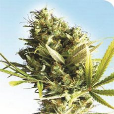 Durban 10 ks štandardizované feminizované semená Sensi Seeds