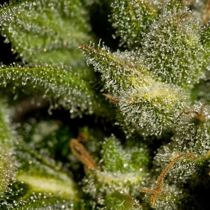White Widow - 10 feminized Dinaf seeds