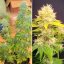 Super Mad Sky Floater - feminized seeds 8 pcs, Super Sativa Seed Club