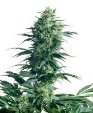 Mother's Finest - semínka 10 ks standardizovaná Sensi Seeds