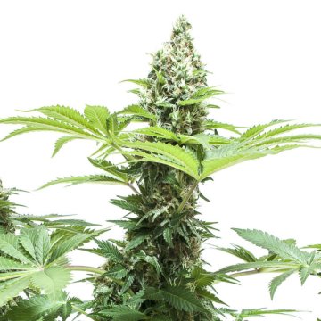 Durban Poison: De Legendarische Sativa uit Zuid-Afrika