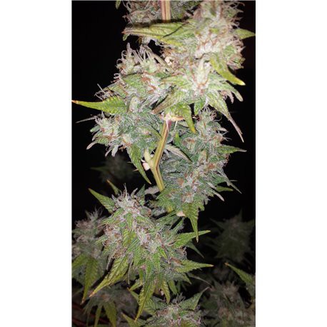 Critical Kush – feminizovaná semena 3 ks Barney´s Farms