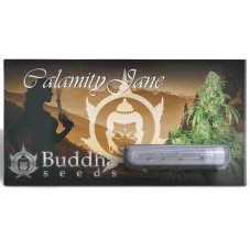 Calamity Jane auto - feminizované semená, 3 ks, Buddha Seeds