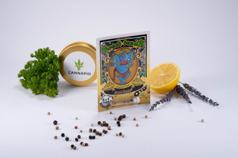 Sweet Cheese – feminizované semienka 3 ks Sweet Seeds