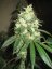Chemdawg - standardizovaná semínka 10ks Humboldt