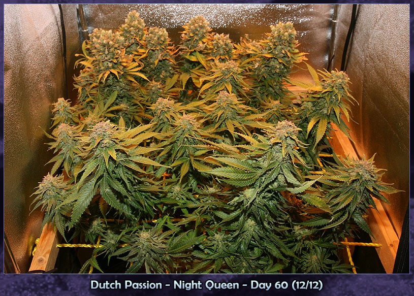 Night Queen  – feminizované semienka 10 ks Dutch Passion