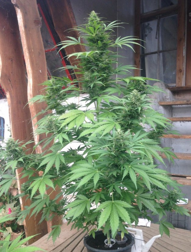 Sin Tra Bajo Auto - fem. A autoflowering semienka 5ks Barney´s Farm
