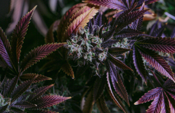 9 Cannabissorten mit extrem hohem THC-Gehalt