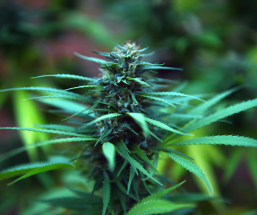 Die sieben besten Modelle der Cannabis-Geschichte