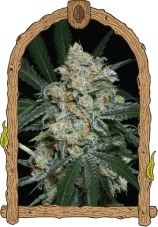 Zkittalicious Auto - gefeminiseerde autoflowering zaden, 10 stuks, exotisch zaad