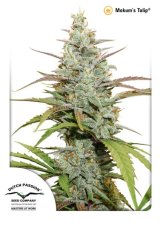 Mokum’s Tulip® - feminizovaná semínka 5 ks Dutch Passion