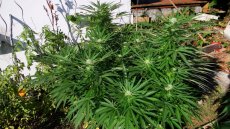 Black Jack – feminizované semienka 3 ks Sweet Seeds