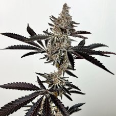 Exotic Genetix Cosmic 22 nasiona feminizowane