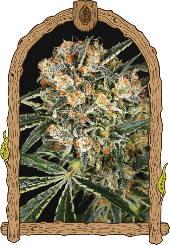 Hippie Therapy CBD - feminizovaná semena konopí, 10 ks, Exotic Seed