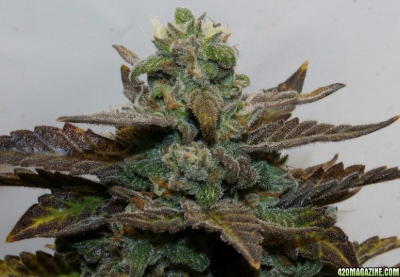 Skunk 1 Automatic -  samonakvétací semínka 3 ks Sensi Seeds