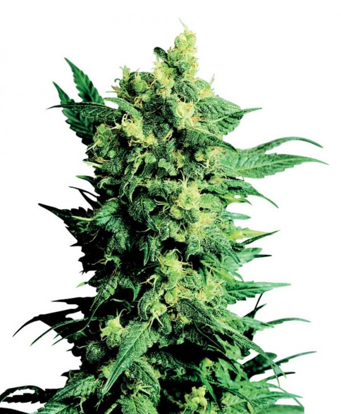 Shiva Shanti II 10 ks štandardizované feminizované semená Sensi Seeds
