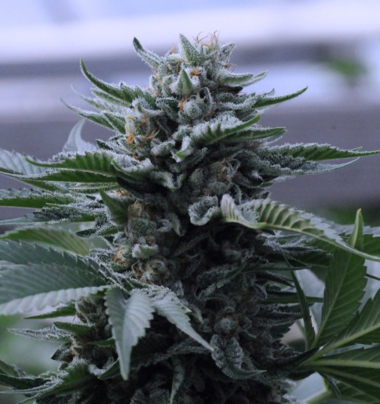 Bubba Kush 2 - feminizovaná semienka 3ks Humboldt