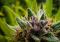 Pistils and Cannabis: Why Do They Change Color?