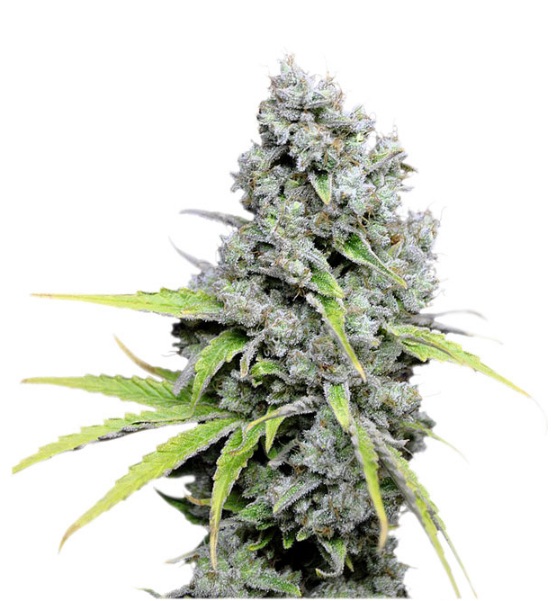 CBD Kush®- feminizované semena 10 ks Dutch Passion