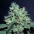 Dutch Dragon - 3 feminizowane nasiona Paradise Seeds