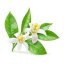BIO Neroli - 100% natürliches ätherisches Öl (10ml) - Pestik