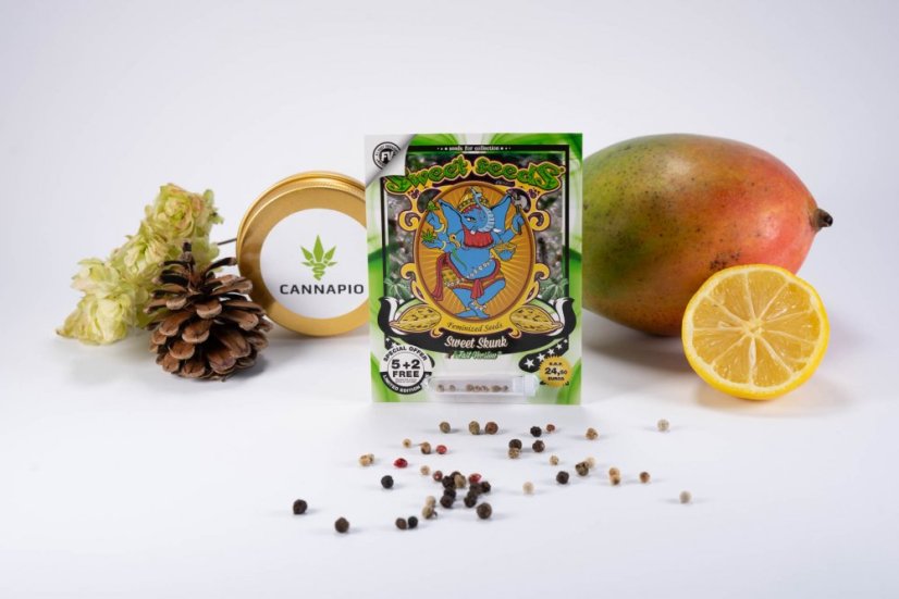 Sweet Skunk Fast Version – 5 ks semien Sweet Seeds