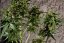 PolarLight  3®- autoflowering semienka 7ks Dutch Passion