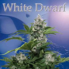 White Dwarf - feminizovaná a autoflowering semienka Buddha Seeds