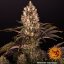 Blueberry OG - feminisierte Marihuana-Samen 3 Stück Barney's Farm