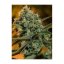 Green Poison Fast Version - feminizované semienka 10ks Sweet Seeds