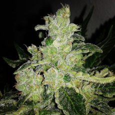 Black Jack Fast Version - feminizované semena 5 ks Sweet Seeds