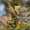 Therapeutic Cannabinoids 6 - CBC