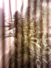 Shiva Shanti I - semínka 10 ks standardizovaná Sensi Seeds