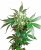Black Domina - 5 sztuk feminizowanych nasion Sensi Seeds