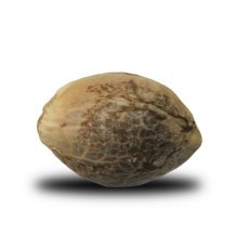 Northern Light - feminizované semienka 3 ks Royal Queen Seeds