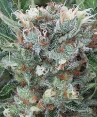 Zensation – feminizovaná semínka 5 ks Ministry of Cannabis