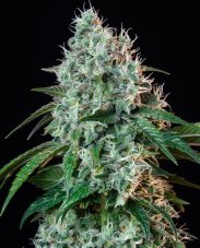 Hulkberry - feminizované semená 5 ks Royal Queen Seeds