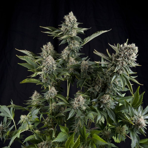 CBD White Widow - feminizovaná semena 5 ks Pyramid Seeds