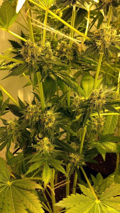 Purple Trainwreck - feminizovaná semína 3ks Humboldt