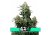 Wedding Cheesecake FF - semi di marijuana femminizzati 5 pz Fast Buds